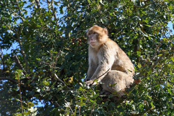 Macaque de Barbarie, photo de Christels