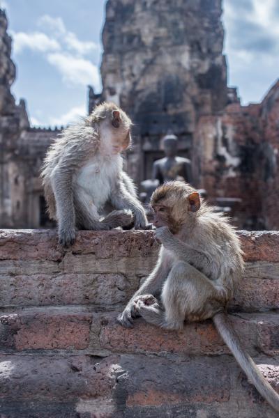 Temple aux singes