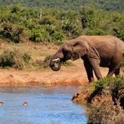 Parc national des éléphants d'Addo