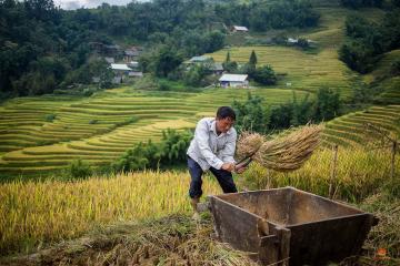 Homme récoltant le riz manuellement dans les environs de Sapa, Vietnam