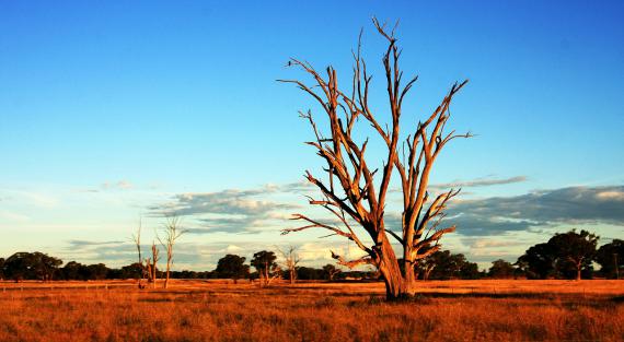 Paysage aride de l'Outback