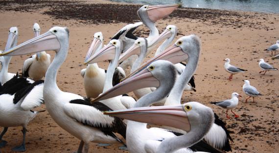 Pélicans de Phillip Island