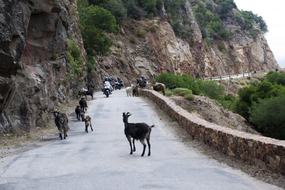 Rencontres animalières sur les routes de Corse