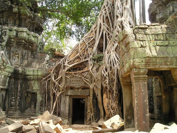 Temples d'Angkor, dans la jungle