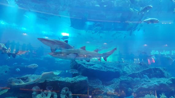 Les requins de l'aquarium de Dubaï
