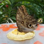 La serre aux papillons de la Queue-lez-Yvelines