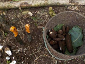 Récolte de manioc