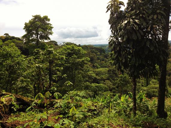 Forêt équatoriale secondaire