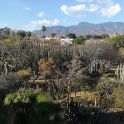 Jardin ethnobotanique d'Oaxaca