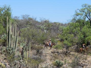Cactus, chevaux et chapeaux