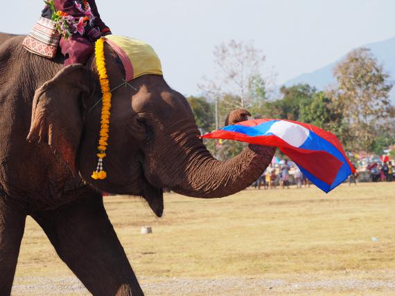 Les éléphants portent les couleurs du Laos
