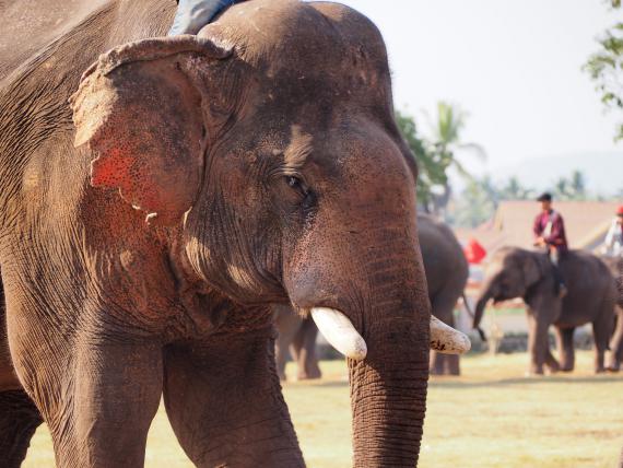 Majestueux et imposants, les éléphants sont un emblème du Laos