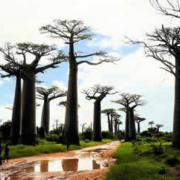Les 10 endroits à voir lors d'un voyage à Madagascar