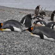 Colonie de pingouins de Martillo