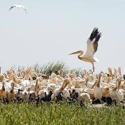 Parc national des oiseaux de Djoudj