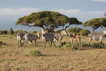 Réserve Masai Mara