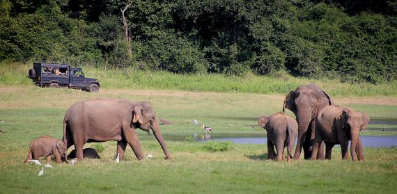 Safari au Sri Lanka