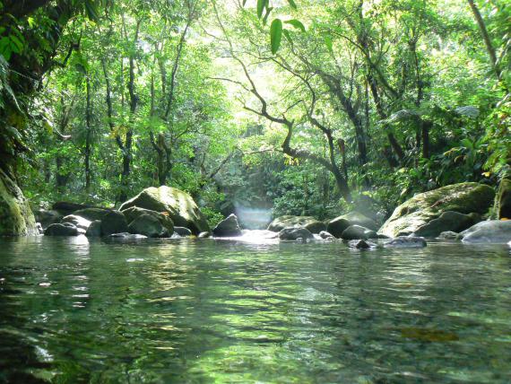 Rivière en pleine forêt tropicale