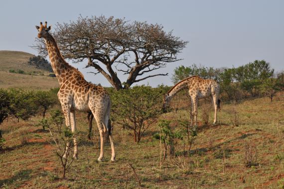 Girafes du Parc National Kruger