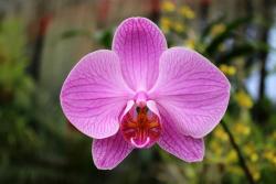 Orchidée du Royal Botanical Garden