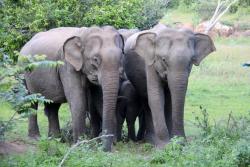 Eléphants du Parc National de Yala