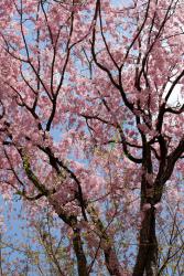 Cerisiers en fleur de Ryoan-Ji