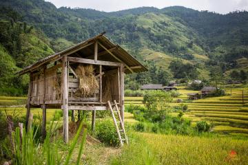 Cabane au milieu des rizières à Hoang Su Phi, Vietnam