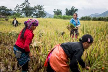 Femmes dans les champs de riz dans les environs de Sapa, Vietnam