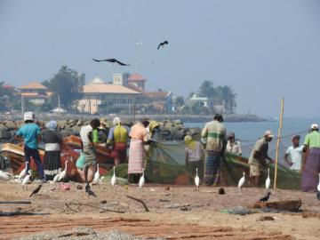 Marché aux poissons Negombo