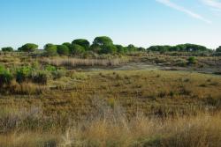 Paysage typique de la Doñana.