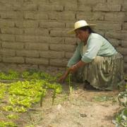 Projet de serres dans la région d'Oruro!