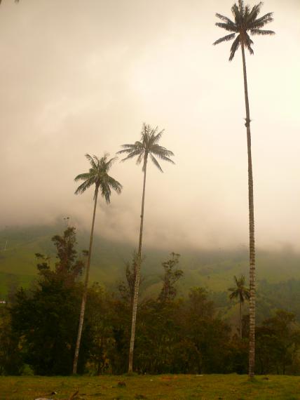 Les palmiers géants du Parque Cocora