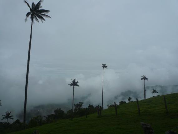 les palmiers de cire dans le Paramo de Pijao
