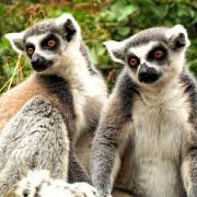 Madagascar : Tana un peu, Nosy Be beaucoup, ylang-ylang passionément !