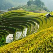 Les 3 plus belles rizières en terrasses à voir au Vietnam