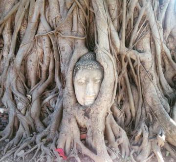 Bouddha dans les racines